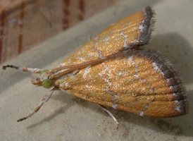 Xanthophysa Moth